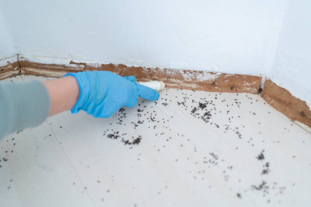 Best Local Pest Control Services  in Olmsted Falls, OH